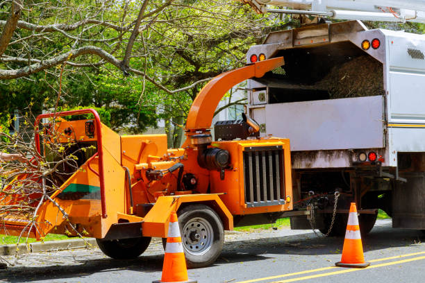 How Our Tree Care Process Works  in Sag Harbor, NY